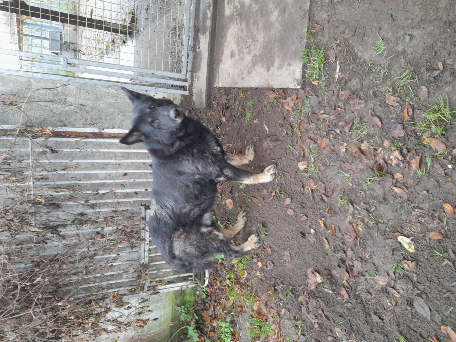 Deutscher Schäferhund-Mix Darek