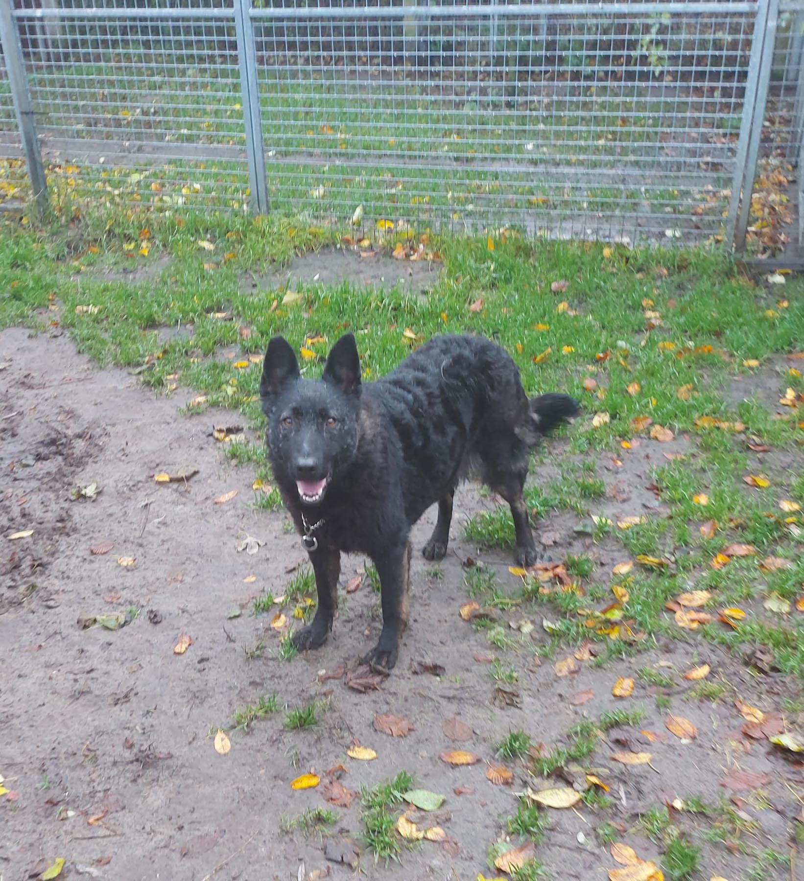 Tierschutzverein Uecker-Randow e.V. | Speedy